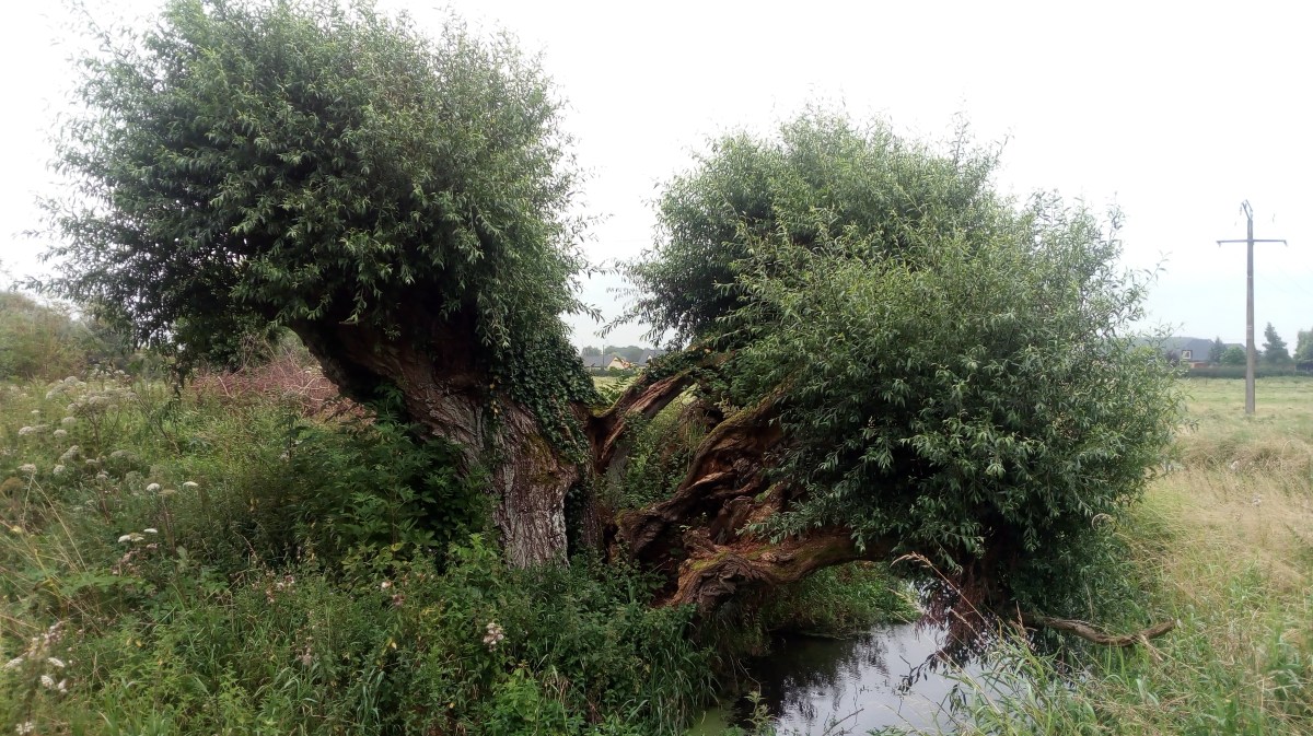 Mercredi 18 août | Sortir de Witternesse pour aller dans le marais de la&nbsp;Besvre
