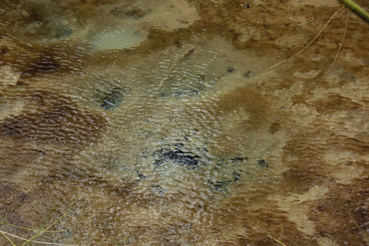 Mardi 22 février 2022 | Remonter la Lauvet à sa source, un affluent du Surgeon : la Douce&nbsp;Fontaine