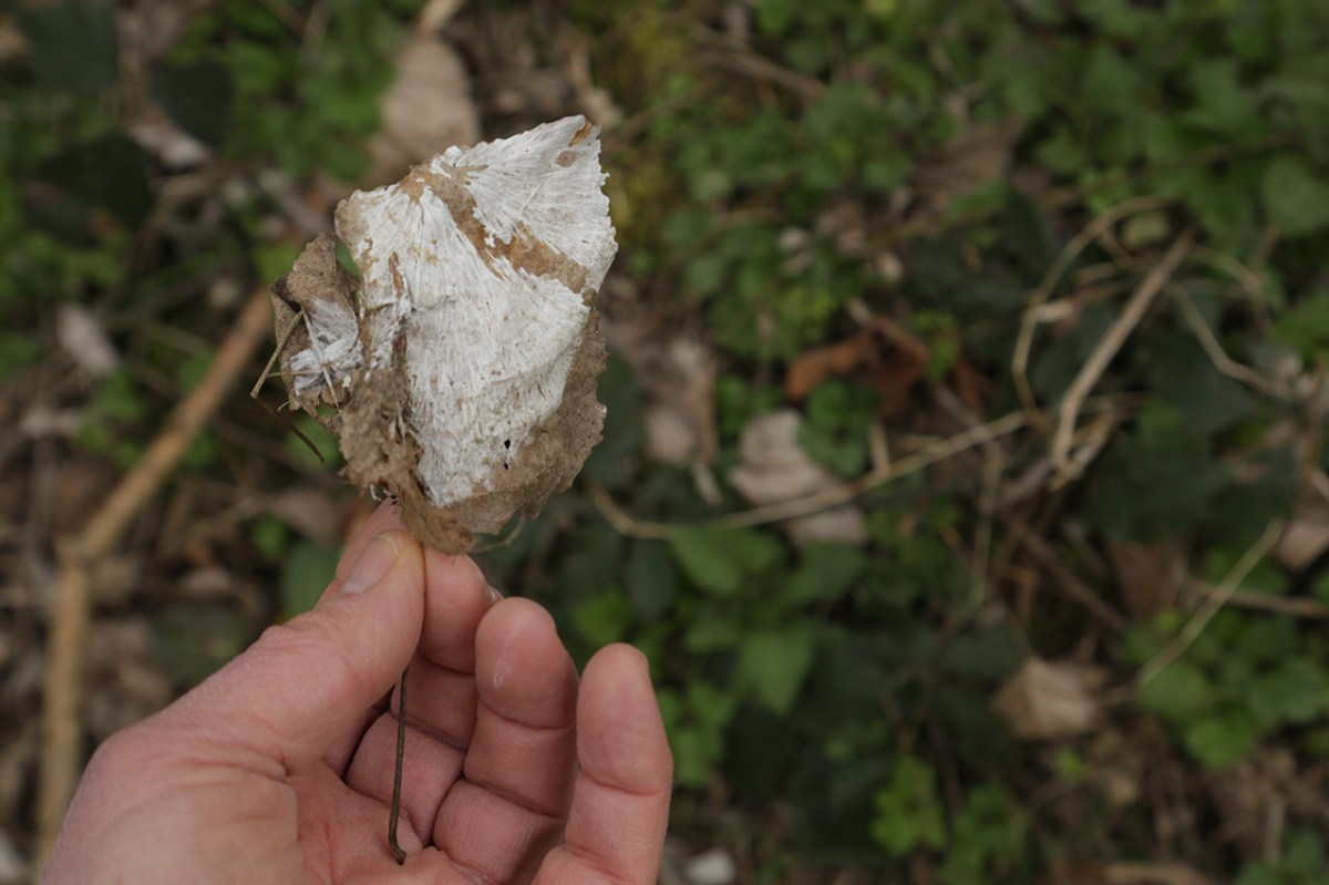 Début Mars 2023 | poursuite des prélèvements…