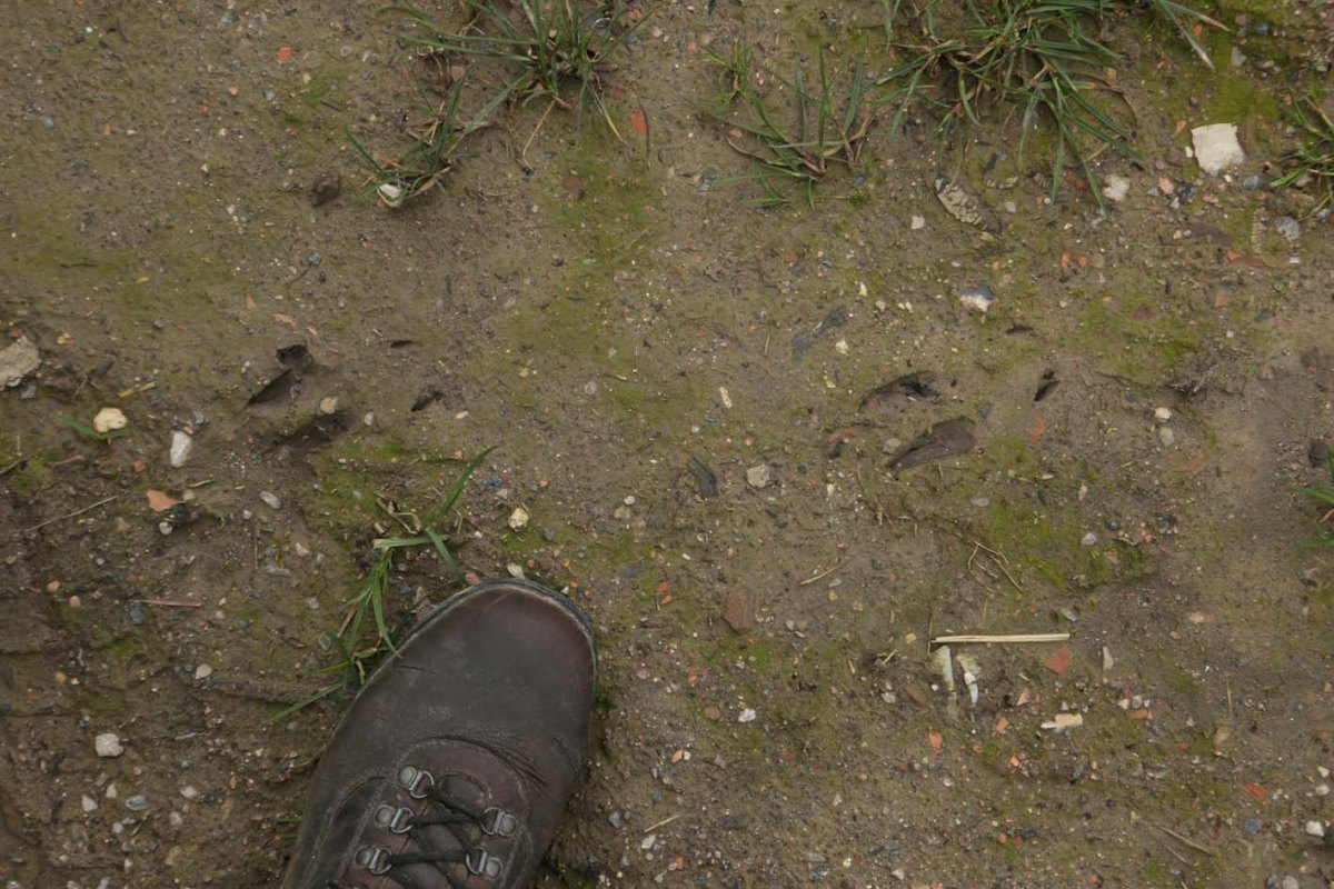 Fin Mars 2023 | quelques prélèvements en longeant la Lacquette à Quernes et le Mardyck à&nbsp;Ham